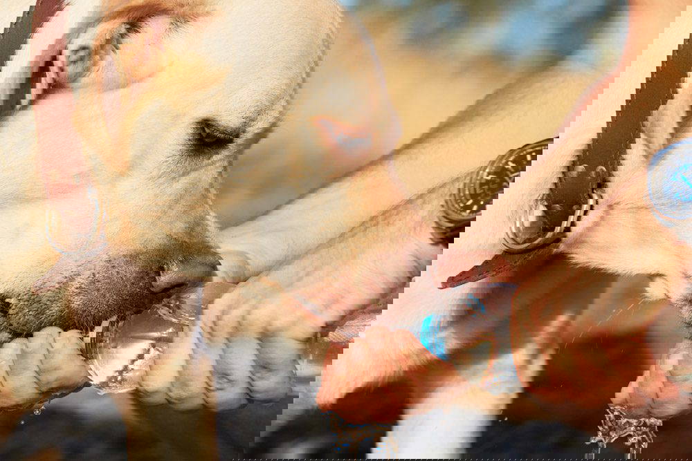 Heatstroke in Dogs | Dog Drinking Water