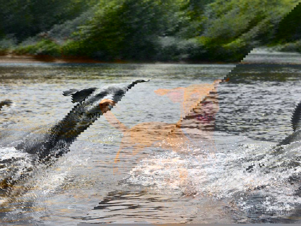 Heatstroke in Dogs | Dog Swimming