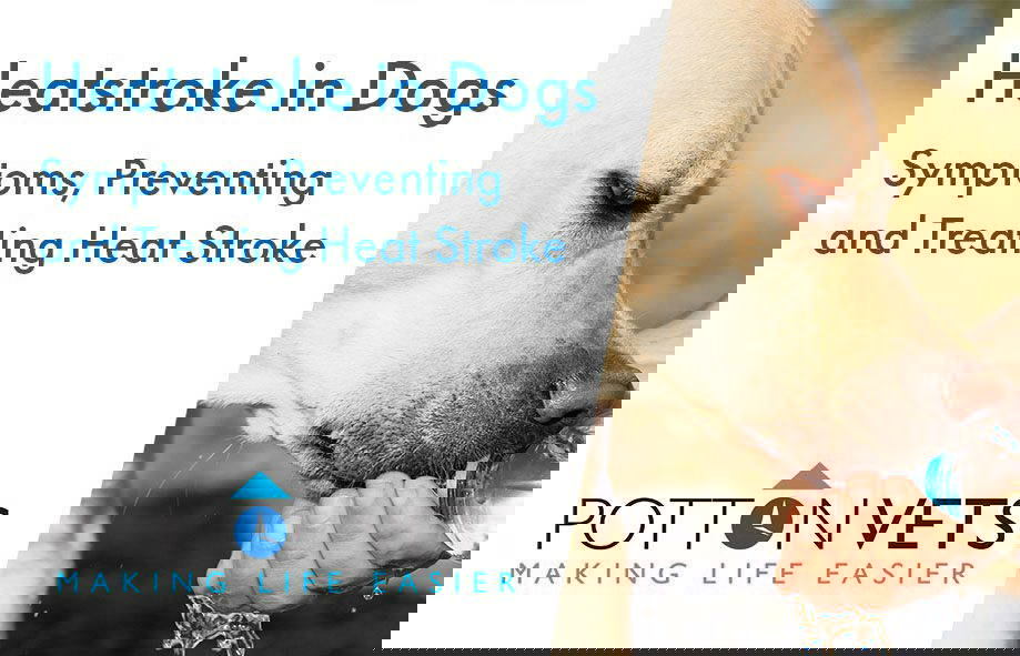 Heatstroke in Dogs | Symptoms, Preventing and Treating Heat Stroke