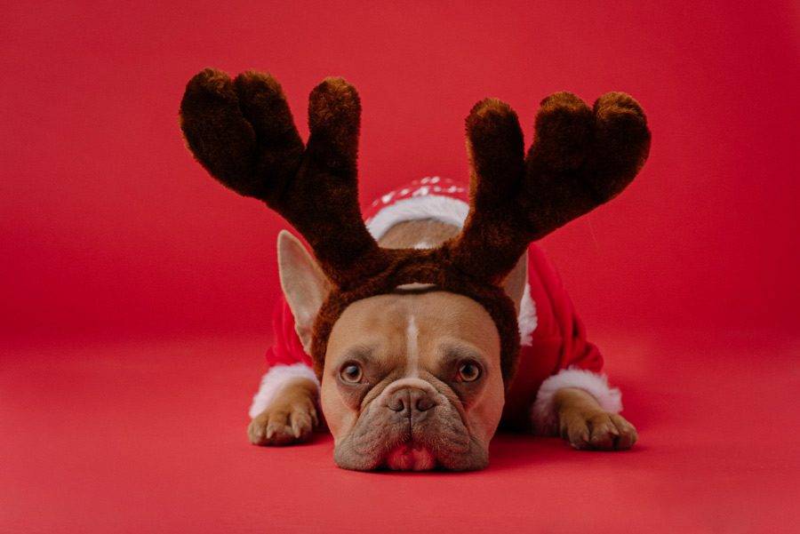 5 Top Tips for Keeping Pets at Christmas Happy and Healthy