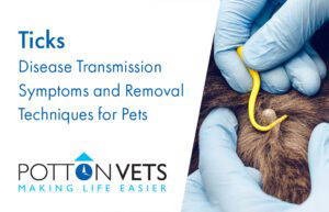 Ticks | Disease Transmission Symptoms and Removal Techniques for Pets