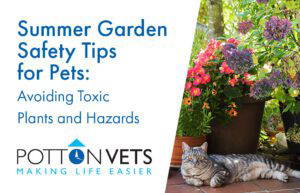 Summer Garden Safety for Pets