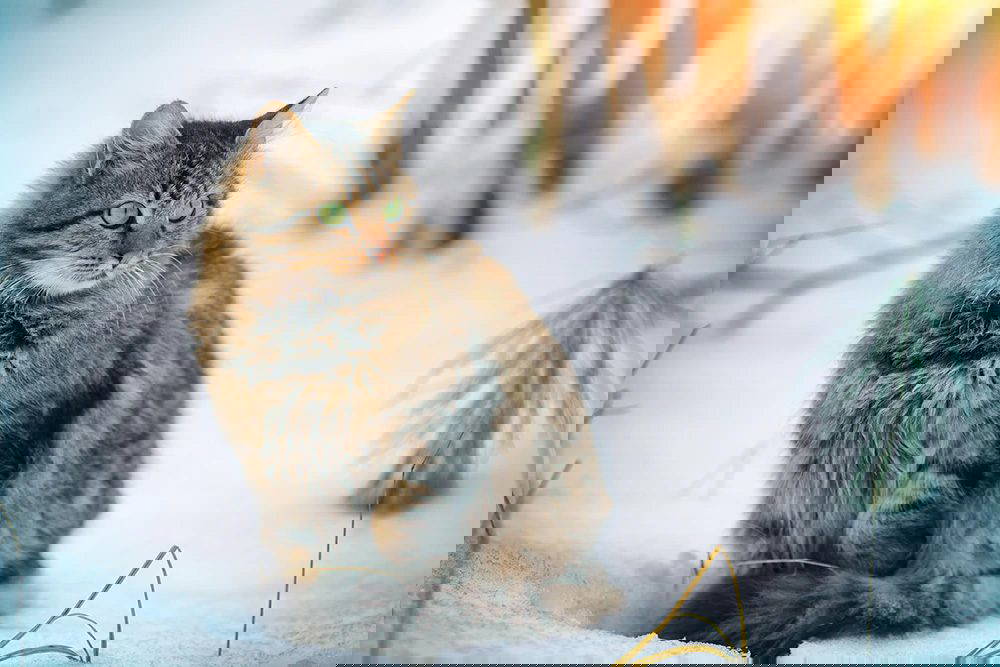 Keeping Cats Warm in Cold Weather - Keeping pets warm