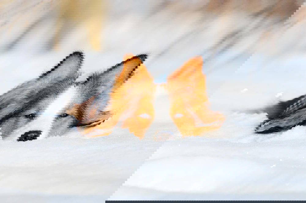 Keeping Dogs Warm in Cold Weather - Keeping pets warm