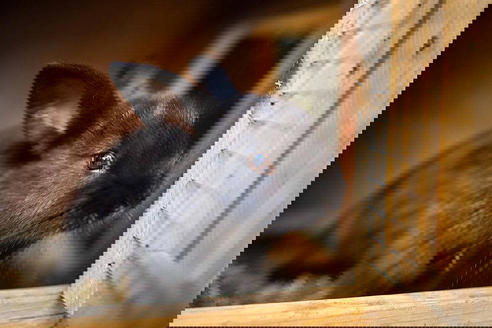 Keeping Guinea Pigs and Rabbits Warm in Winter