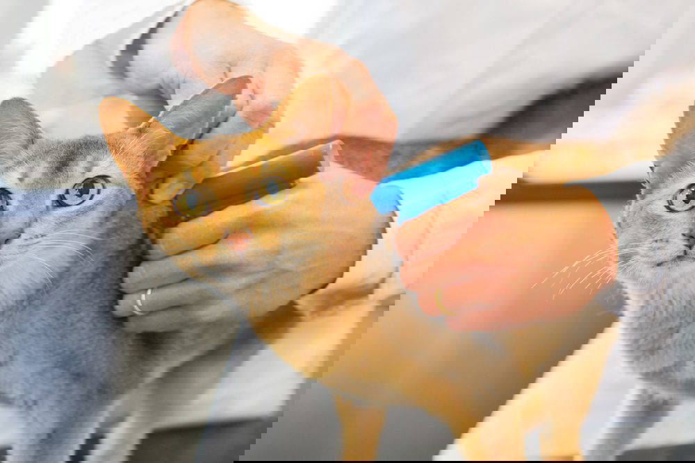 Microchipping Cats: Mandatory in the UK by June 2024