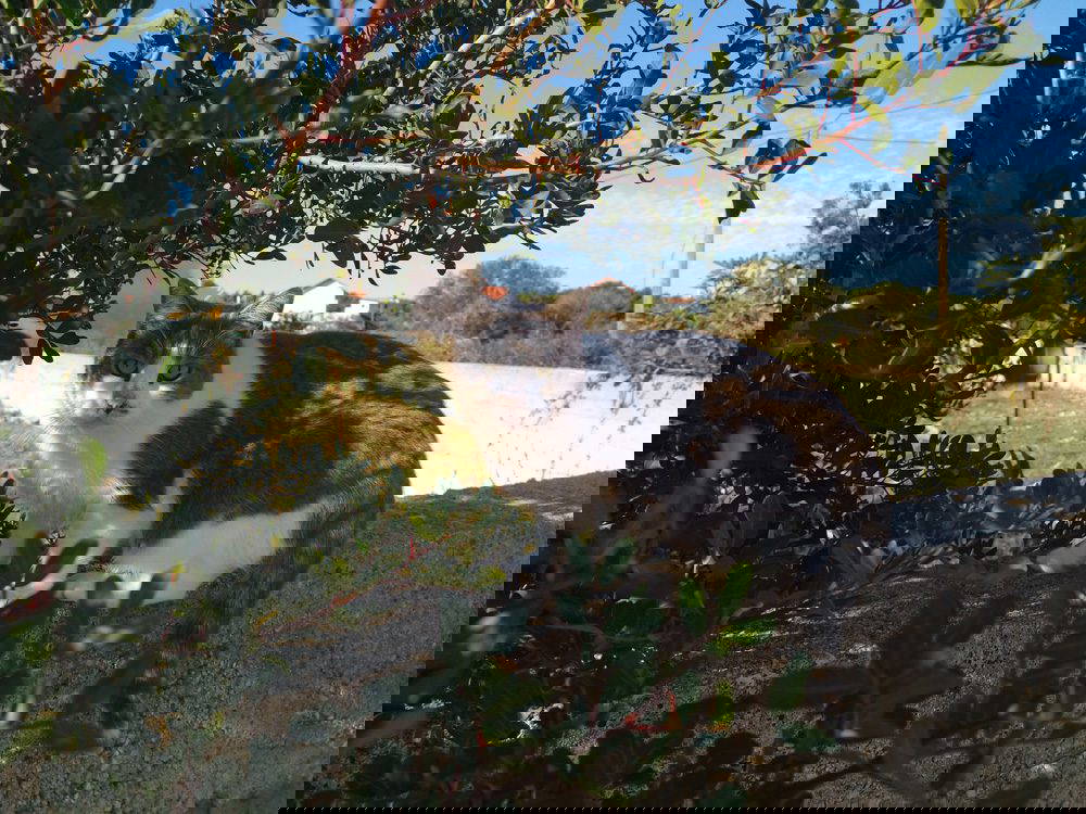 Microchipping Cats: Mandatory in the UK by June 2024