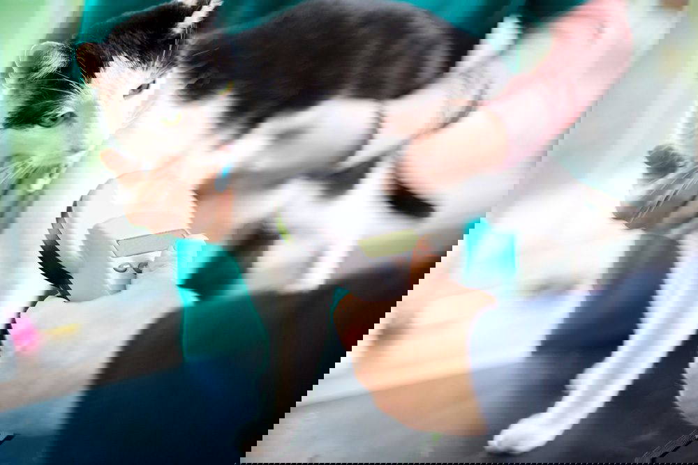 Microchipping Cats: Mandatory in the UK by June 2024