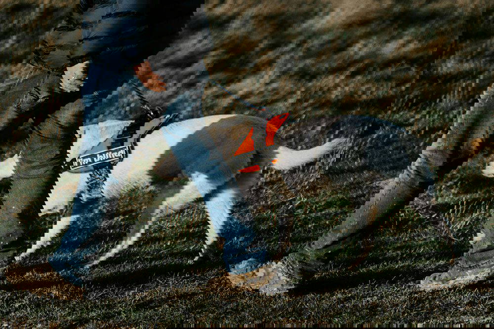 Animal Health Certificates for Dog Assistance