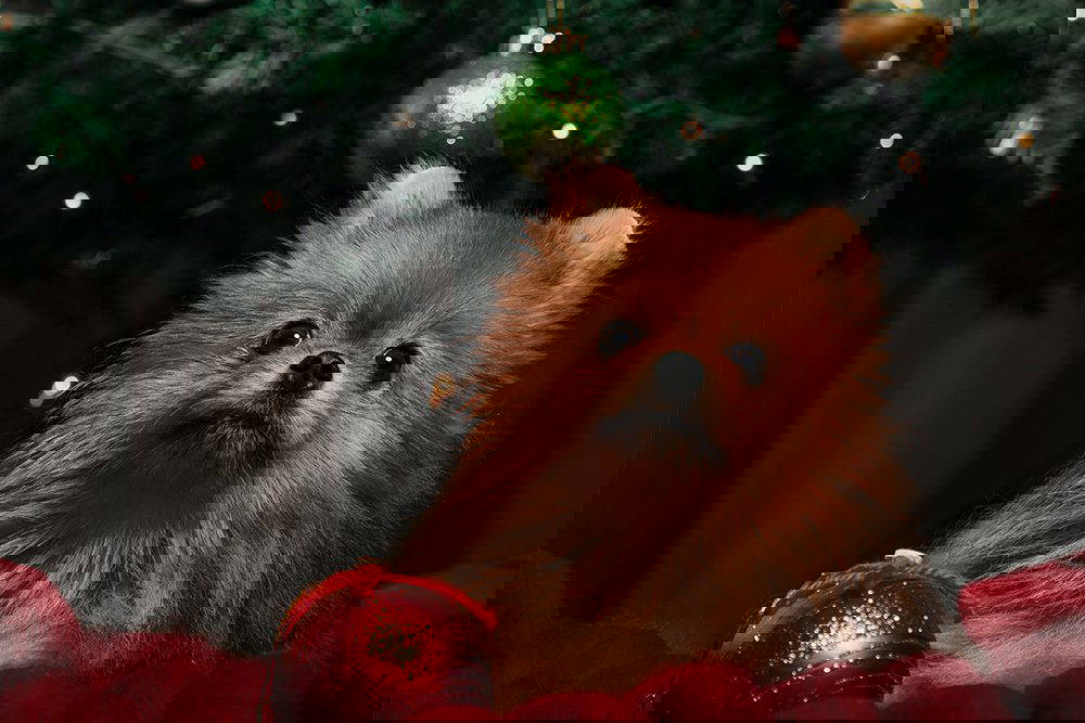 Keeping Your Pets Safe At Christmas