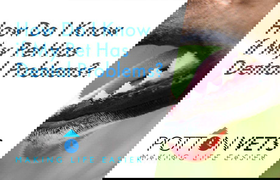 How Do I Know if My Pet Has Dental Problems