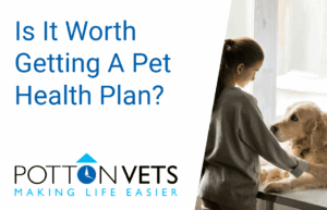 Is it worth getting a pet health plan | Potton Vets