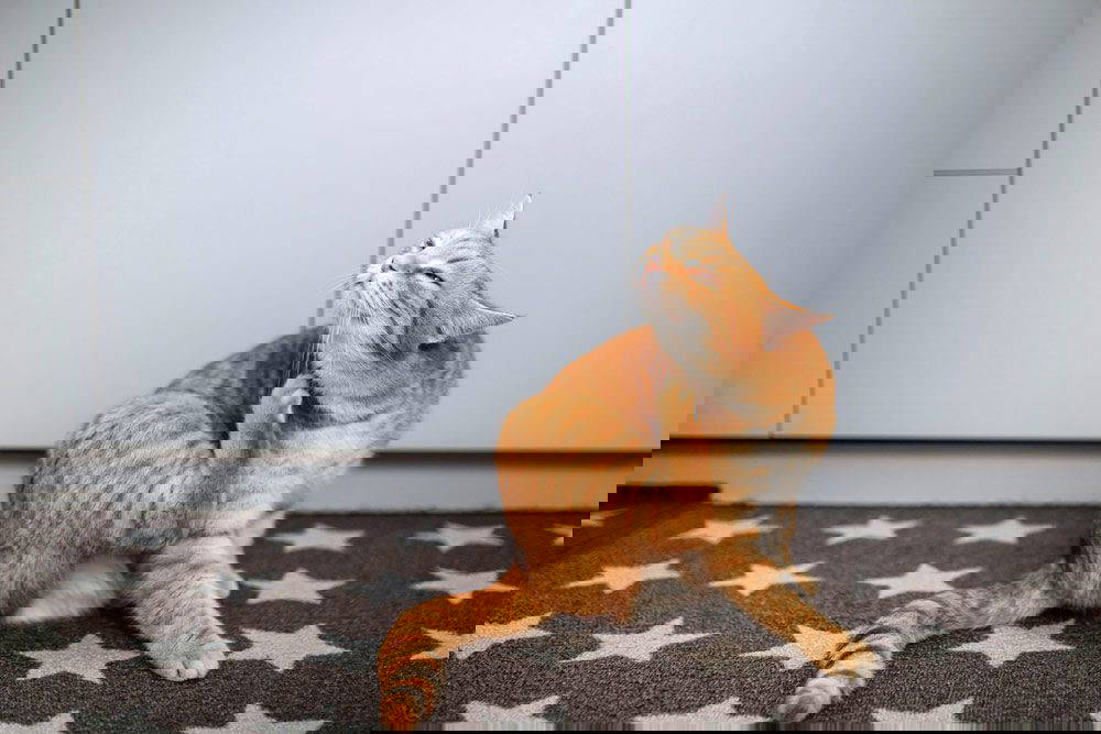 What are the signs of ill health in your pet | Potton Vets