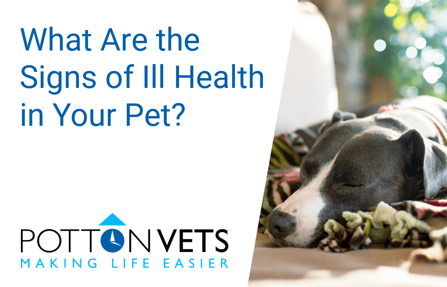 What are the signs of ill health in your pet | Potton Vets