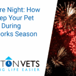 How to keep your pet calm during fireworks on Bonfire Night | Potton Vets