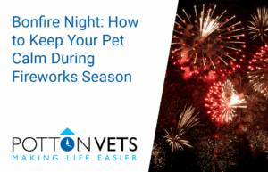 How to keep your pet calm during fireworks on Bonfire Night | Potton Vets