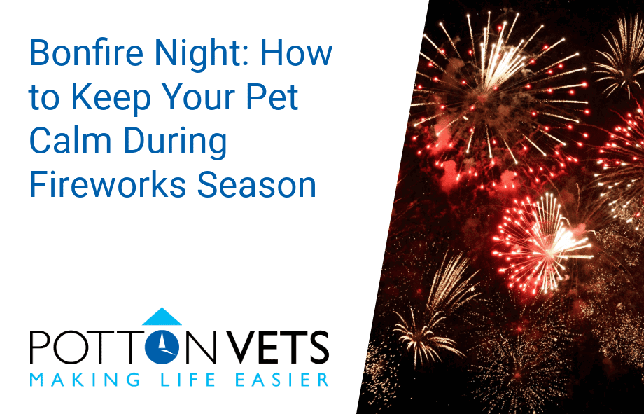 How to keep your pet calm during fireworks on Bonfire Night | Potton Vets