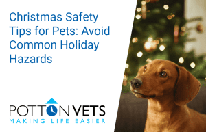 Christmas safety tips for pets | Potton Vets