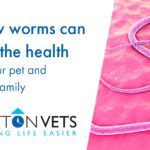 How Worms Can Risk the Health of Your Pet | Potton Vets