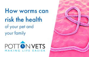 How Worms Can Risk the Health of Your Pet | Potton Vets