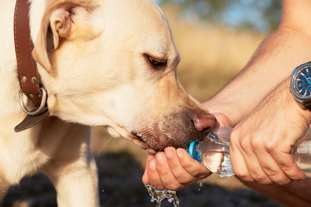 Heatstroke in Dogs | Dog Drinking Water