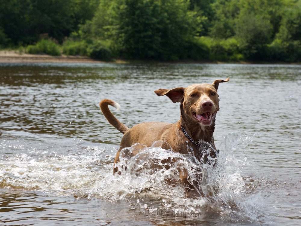Heatstroke in Dogs | Dog Swimming
