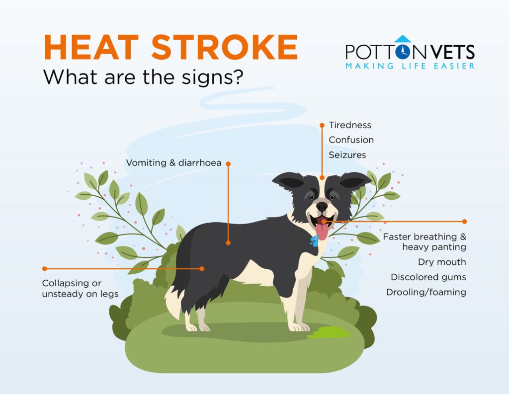 Heatstroke In Dogs Infographic of Symptoms