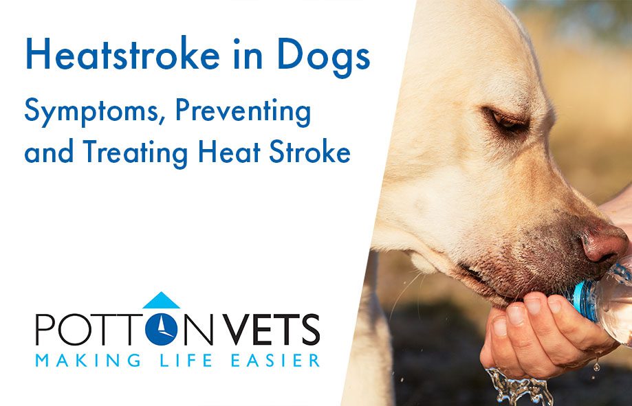 Heatstroke in Dogs | Symptoms, Preventing and Treating Heat Stroke