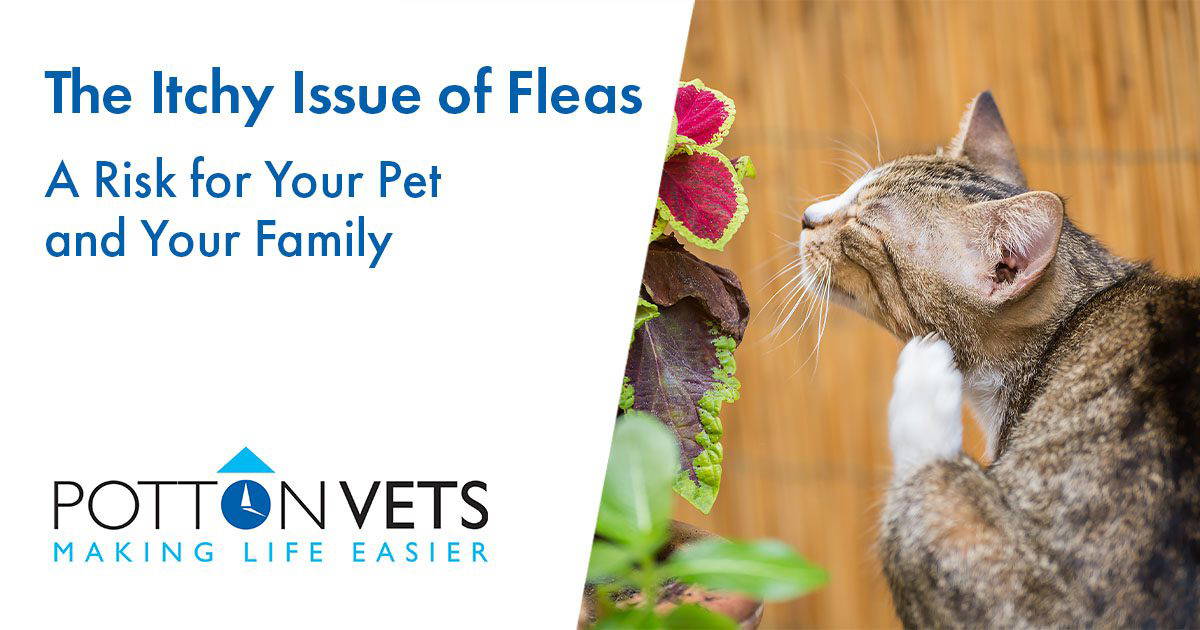 The Itchy Issue of Fleas A Risk for Your Pet and Your Family