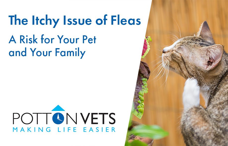The Itchy Issue of Fleas: A Risk for Your Pet and Your Family
