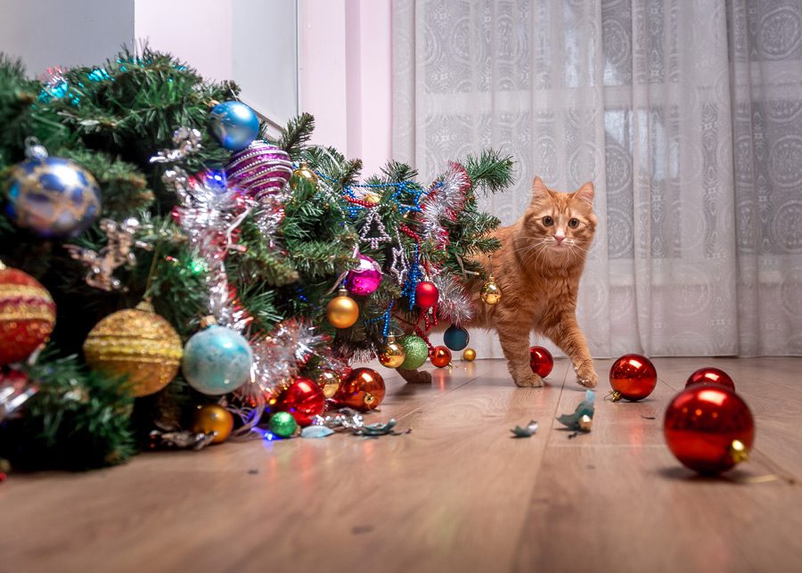 5 Top Tips for Keeping Pets at Christmas Happy and Healthy