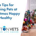5 Top Tips for Keeping Pets at Christmas Happy and Healthy