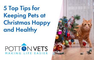 5 Top Tips for Keeping Pets at Christmas Happy and Healthy