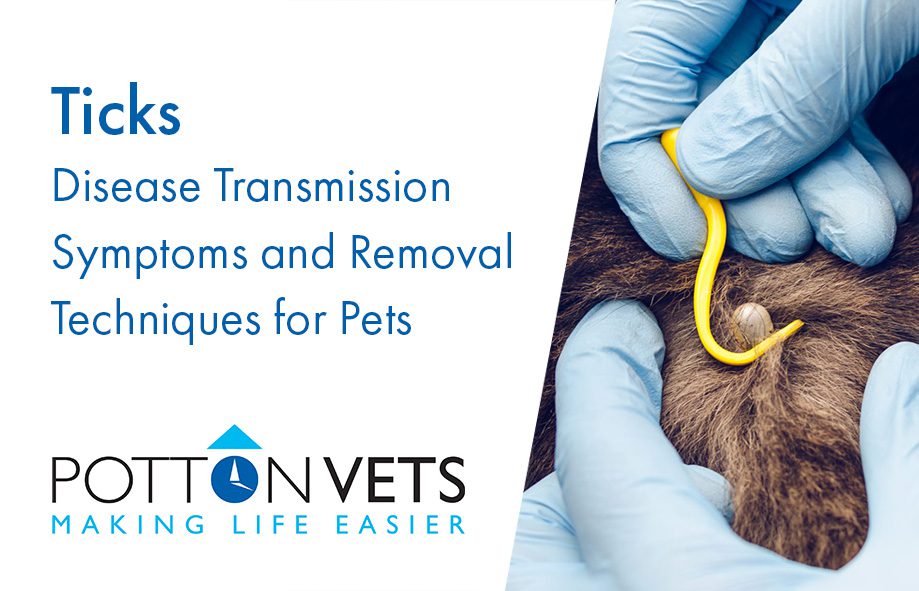 Ticks | Disease Transmission Symptoms and Removal Techniques for Pets