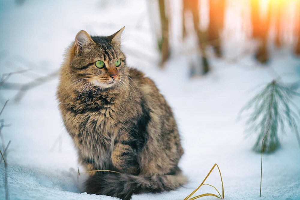 Keeping Cats Warm in Cold Weather - Keeping pets warm