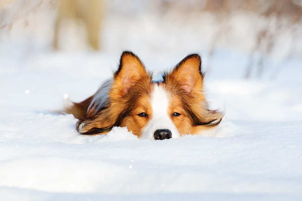 Keeping Dogs Warm in Cold Weather - Keeping pets warm