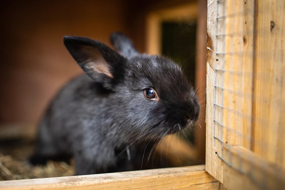 Keeping Guinea Pigs and Rabbits Warm in Winter