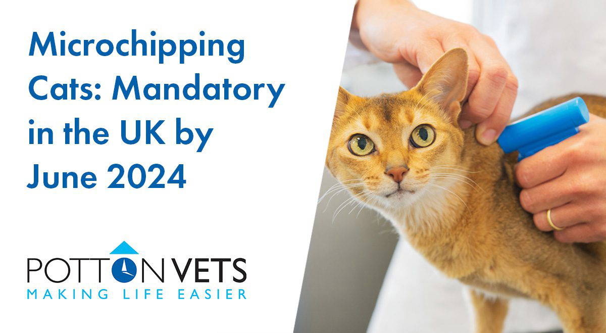 Microchipping Cats to Mandatory in the UK by June 2024 Potton