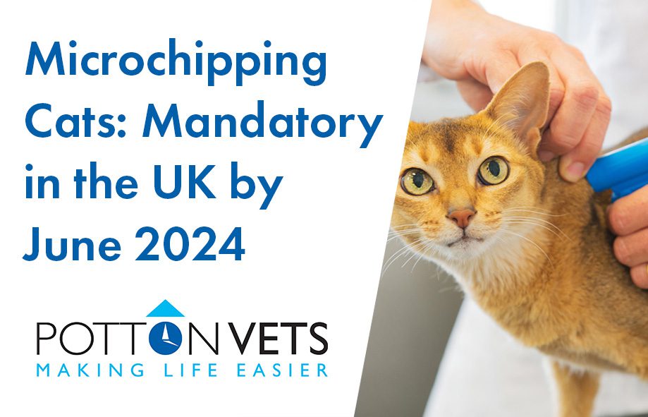 Microchipping Cats- Mandatory in the UK by June 2024
