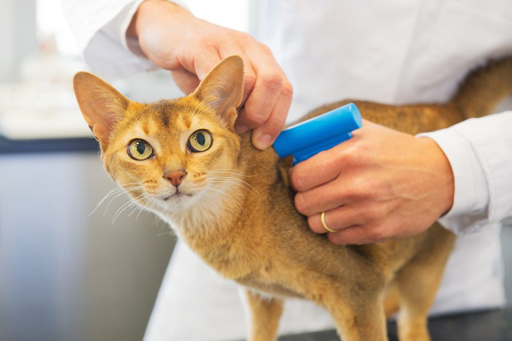 Microchipping Cats: Mandatory in the UK by June 2024