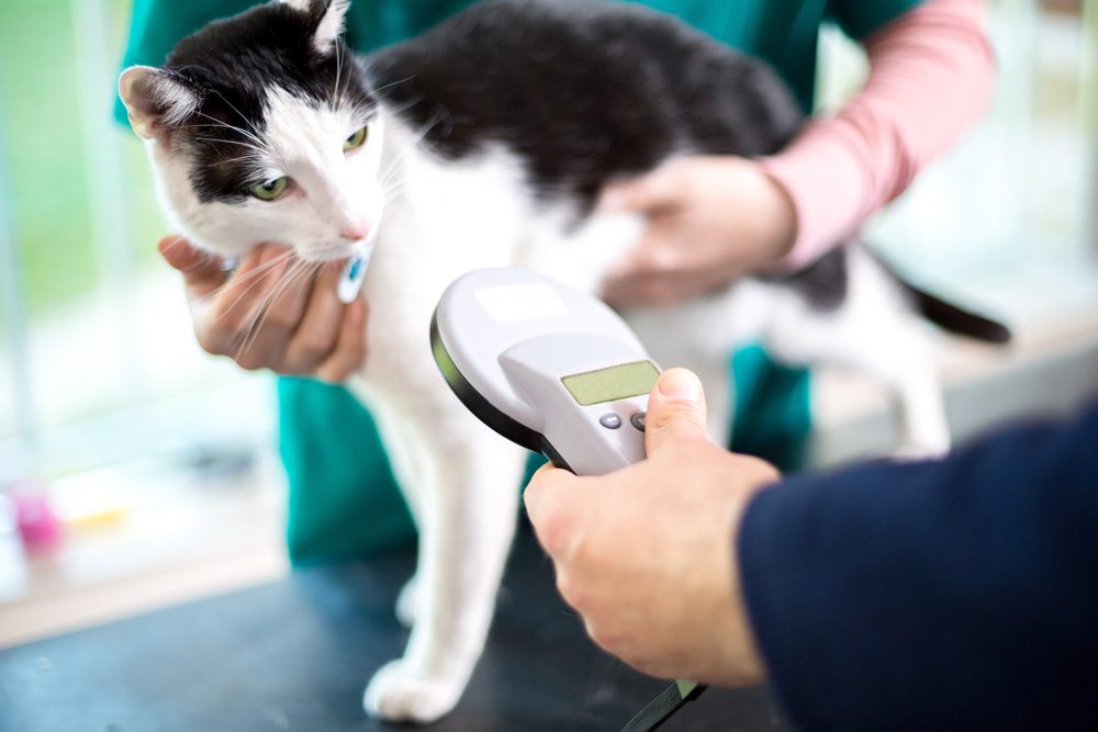 Microchipping Cats: Mandatory in the UK by June 2024