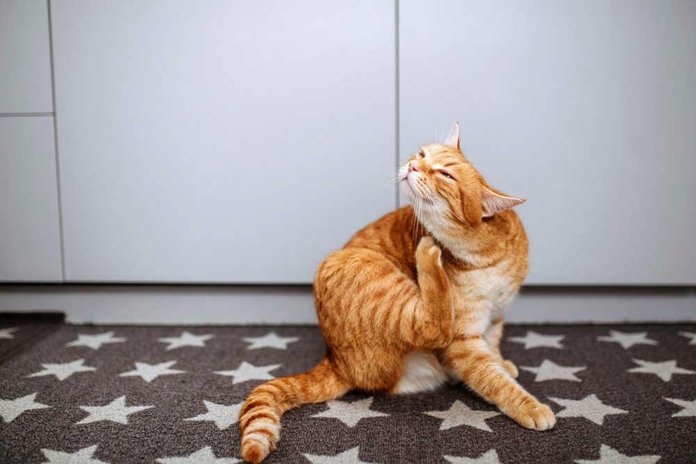What are the signs of ill health in your pet | Potton Vets