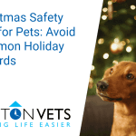 Christmas safety tips for pets | Potton Vets
