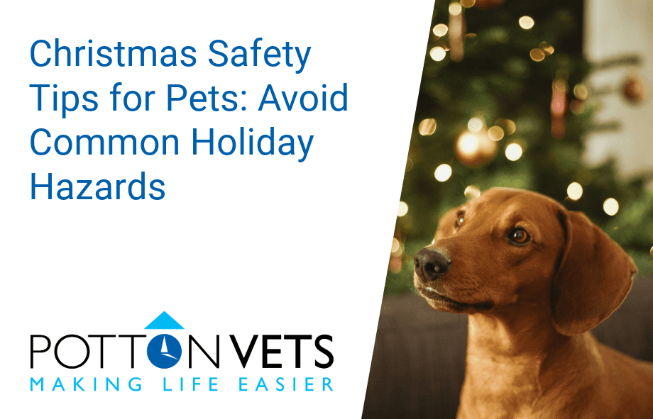 Christmas safety tips for pets | Potton Vets