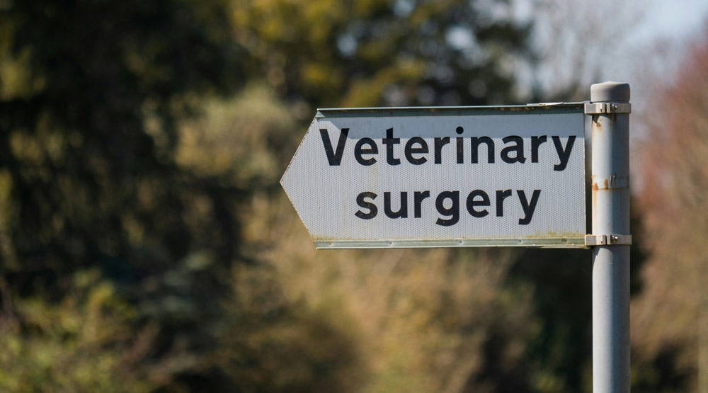 Christmas safety tips for pets | Potton Vets