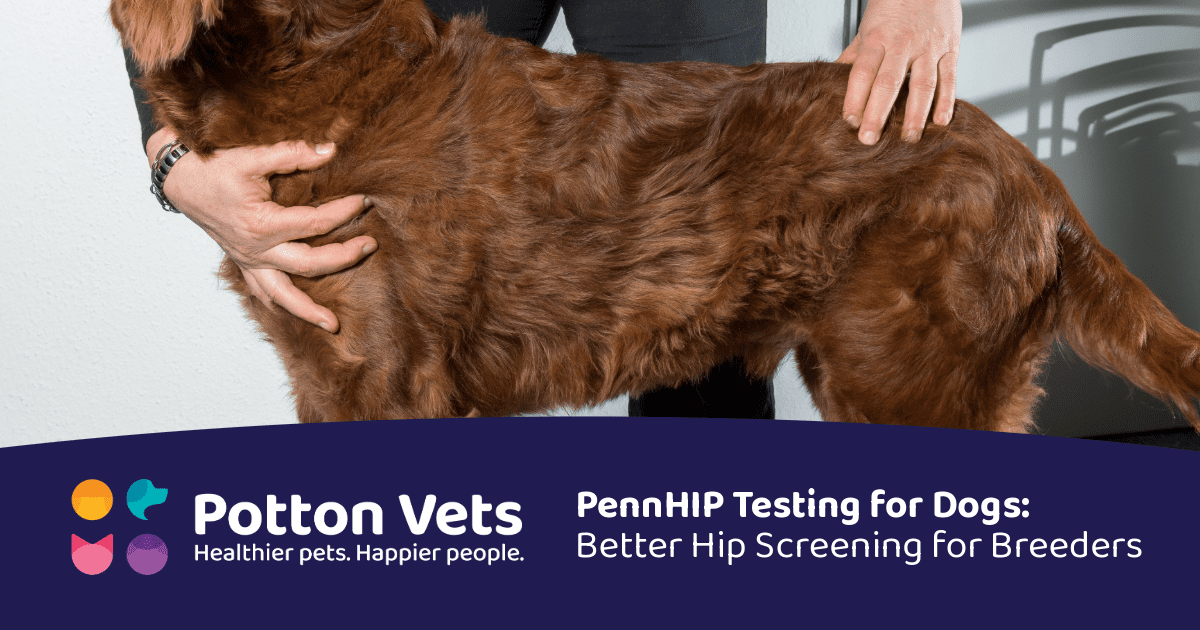 PennHIP Testing for Dogs: Advanced Hip Screening for Breeders