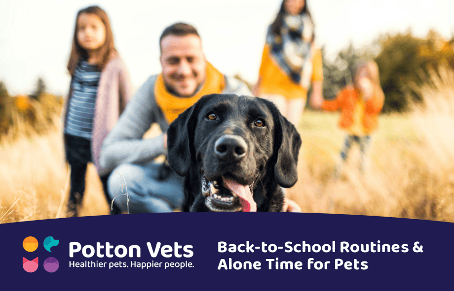 Back to school - alone time for pets | Potton Vets