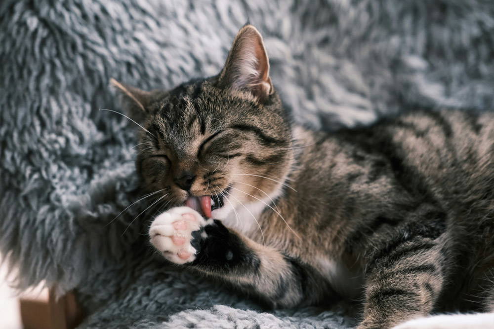Back to school - alone time for pets | Potton Vets