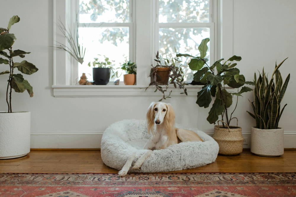Back to school - alone time for pets | Potton Vets