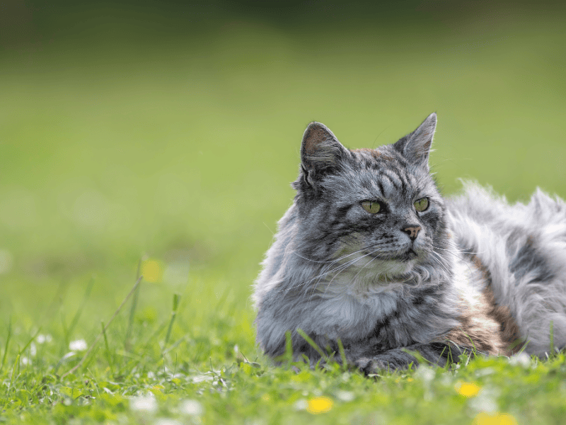 Older grey cat resting comfortably on grass outdoors